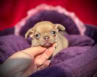 Chihuahua piesek z rodowodem Chi