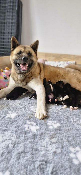 Akita Amerykanska FCI piesek