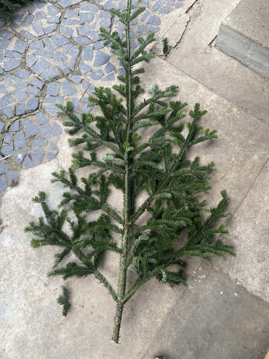 Пишні гілки ялинок