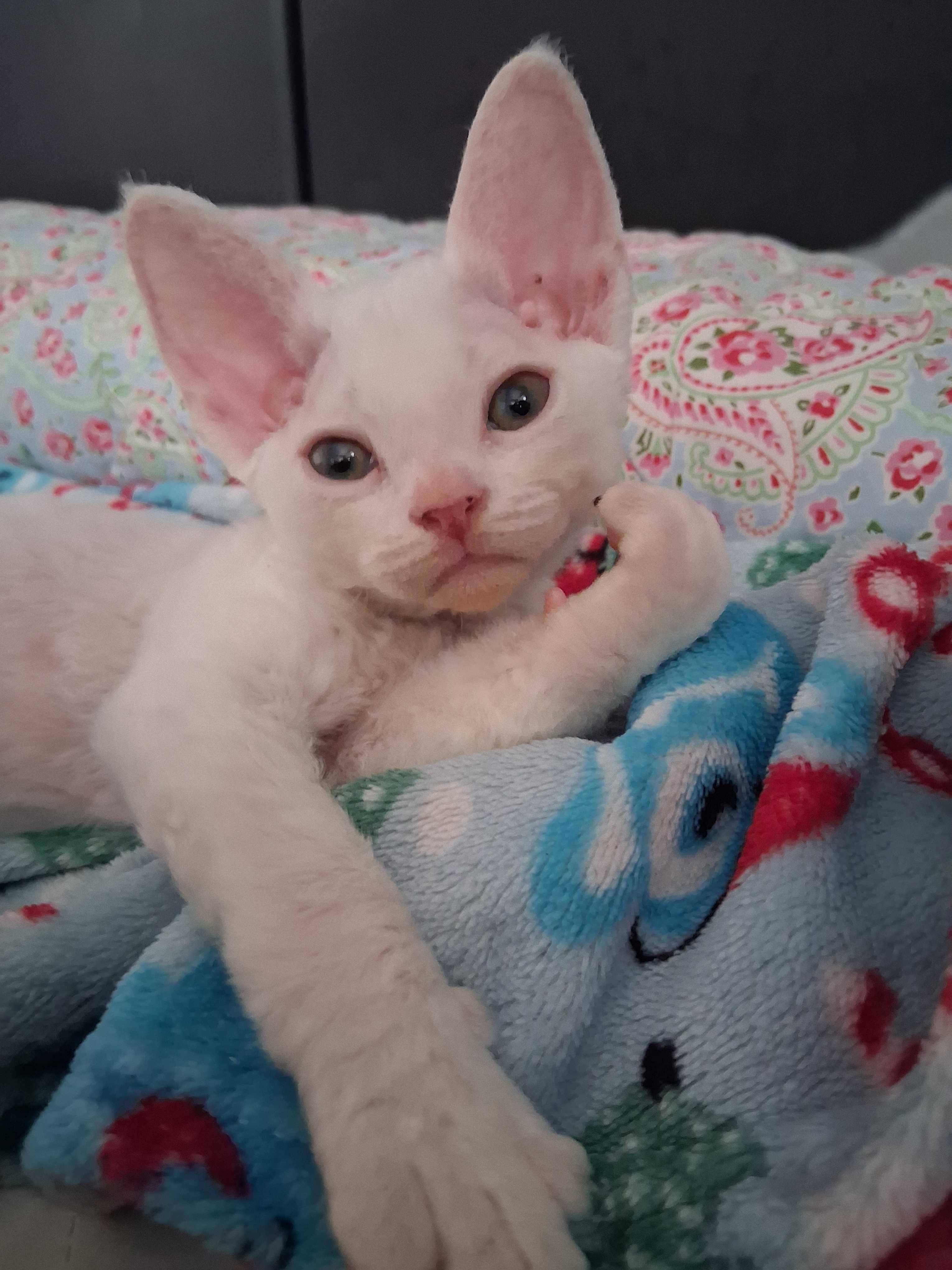Devon rex, biała koteczka, super charakter, FPL