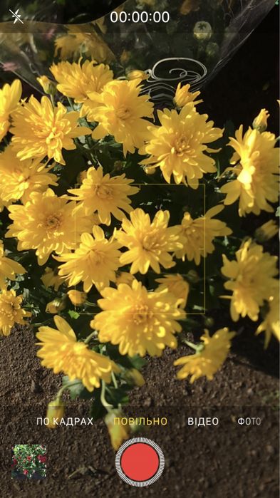 Верес - 100, 125 грн. Хризантема багаторічна квітуча- 45 грн.