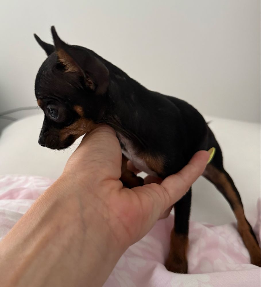 Ratlerek pinczer miniaturka