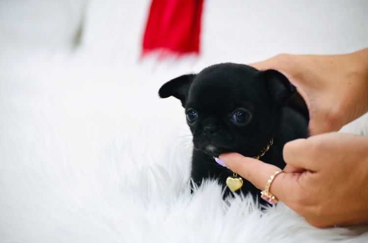 Chihuahua Cudna Malutka XXS Suczka na Święta