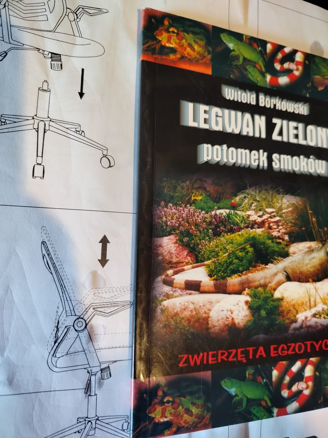 LEGWAN ZIELONY potomek smoków zwierzęta egzotyczne Witold Borkowski