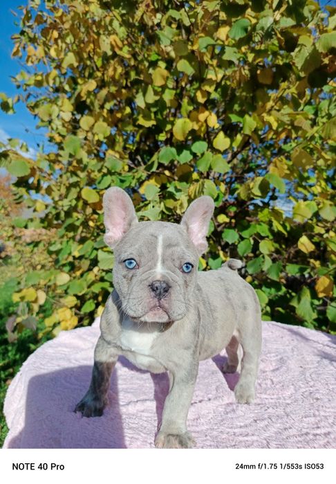 Buldog francuski lilac, niebieskie oczy