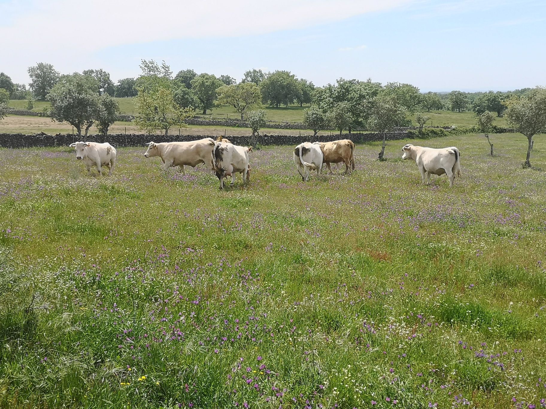 Vacas cx. charolês e cx limousine