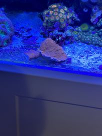 Montipora Talerzowa talerz koral morski