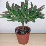 Crassula Gollum,  Gollum