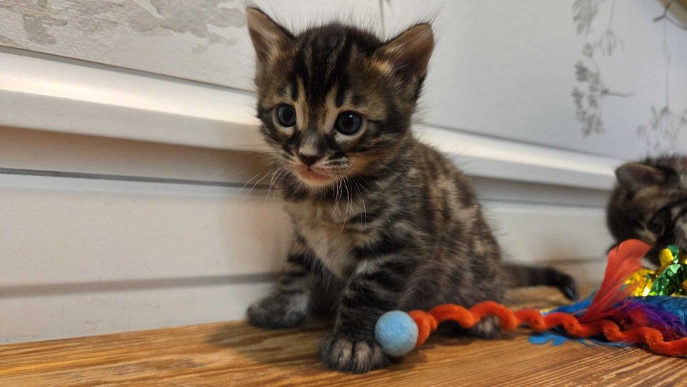 Weglowa przepiekna kotka