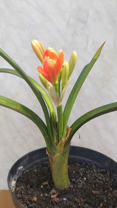 Кливия, клівія, валлота, аммариліс, аммарилис