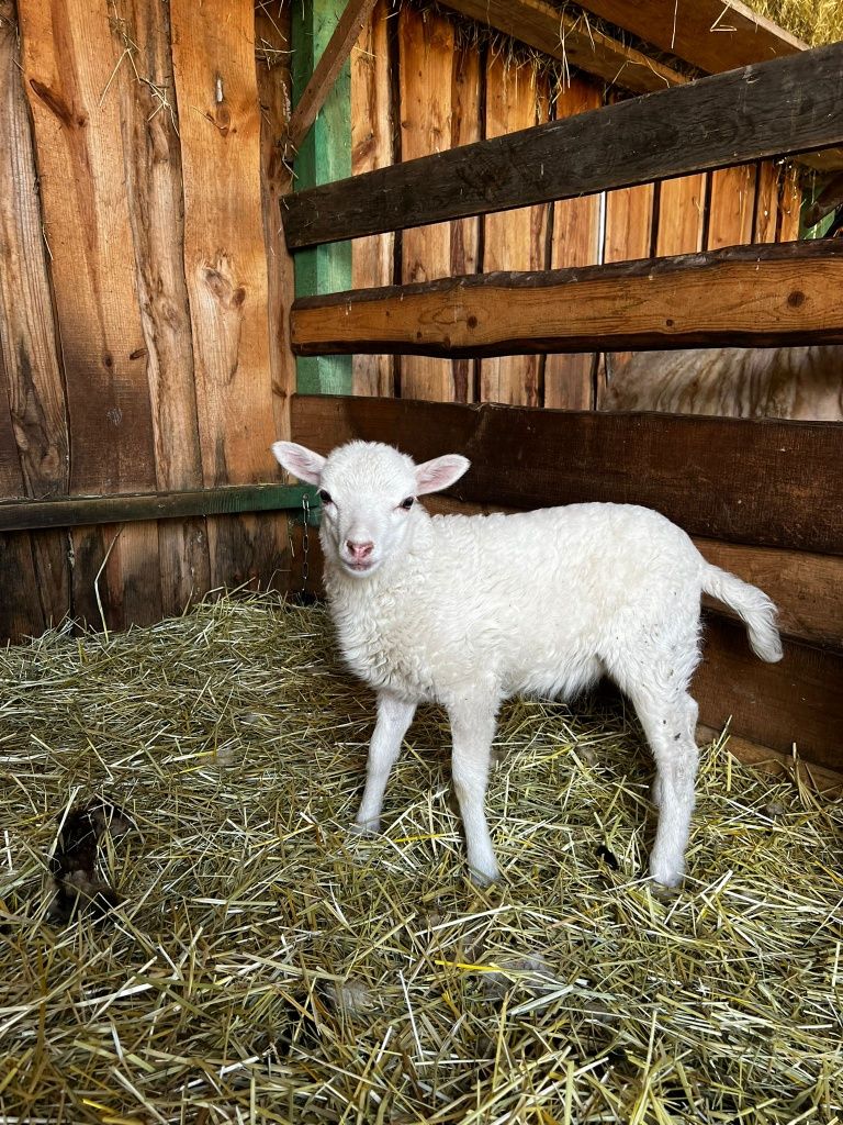 Owieczka quassant baranek owca miniaturka biała