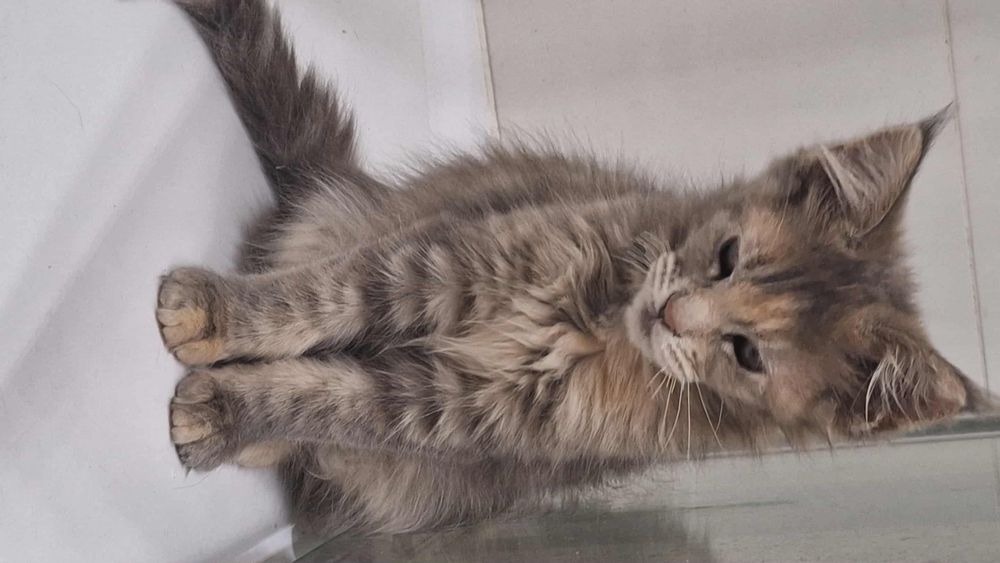Wspaniała Maine Coon