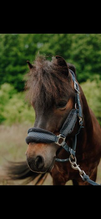 Sprzedam karego kuca