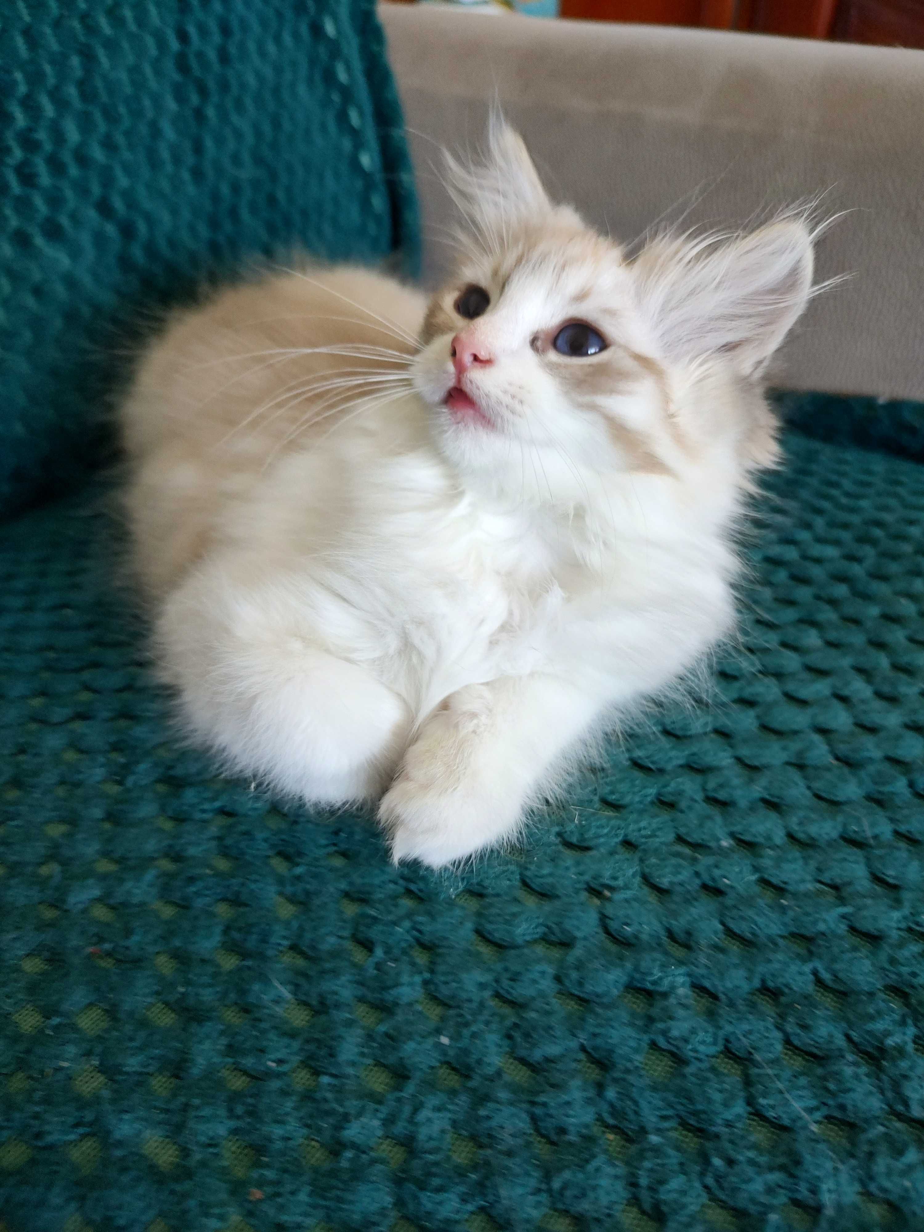 Piękna pręgowana kotka ragdoll