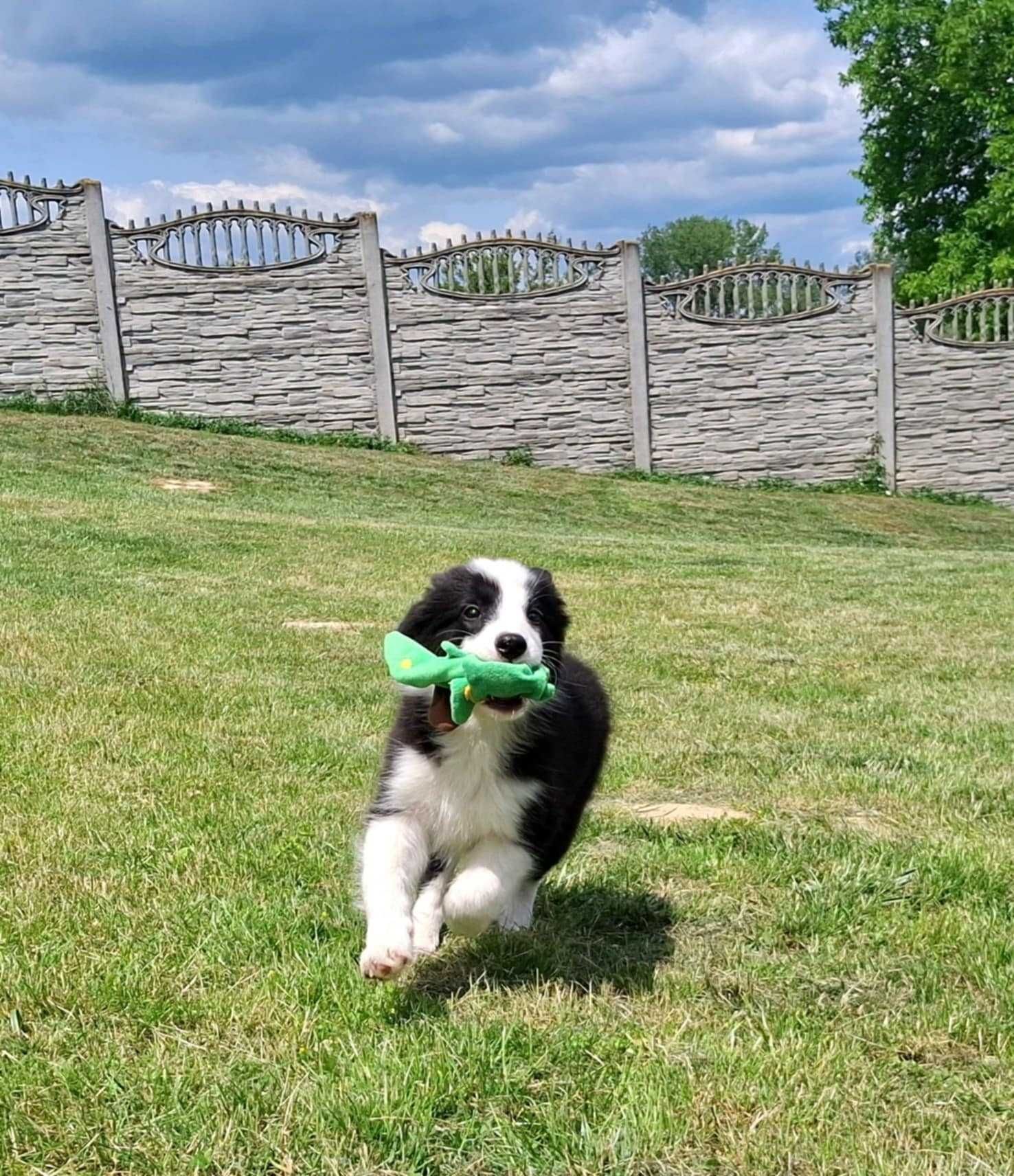 Border collie - piesek z metryką ZKwP/FCI po Championie :)