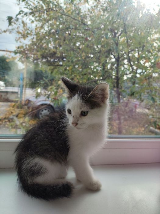 Кошеня шукають родину.
