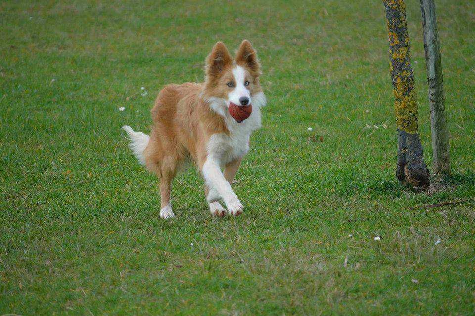Border Collie Red Merle Vermelho Australiano Sable Blue