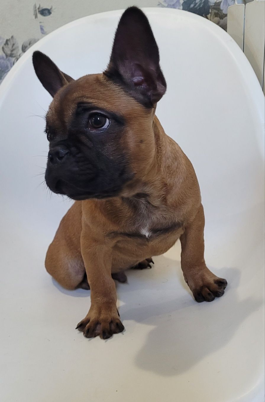 Cachorrinho Bulldog