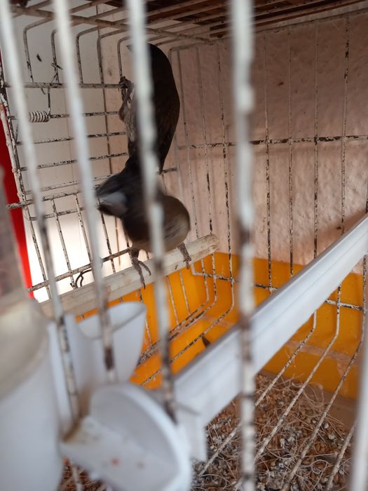 Bengalins. Novos deste ano