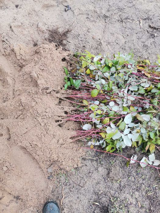 Sadzonki malin-jesiennej/letniej