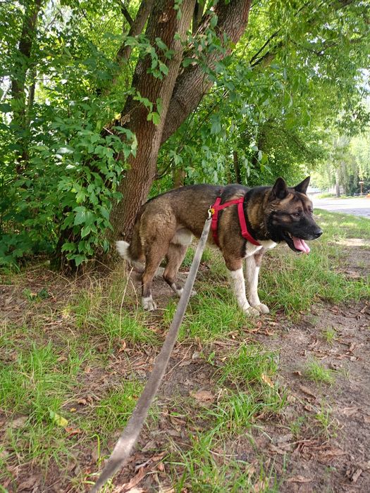 UZI – cudowny pies w typie akity amerykanskiej  szuka domu