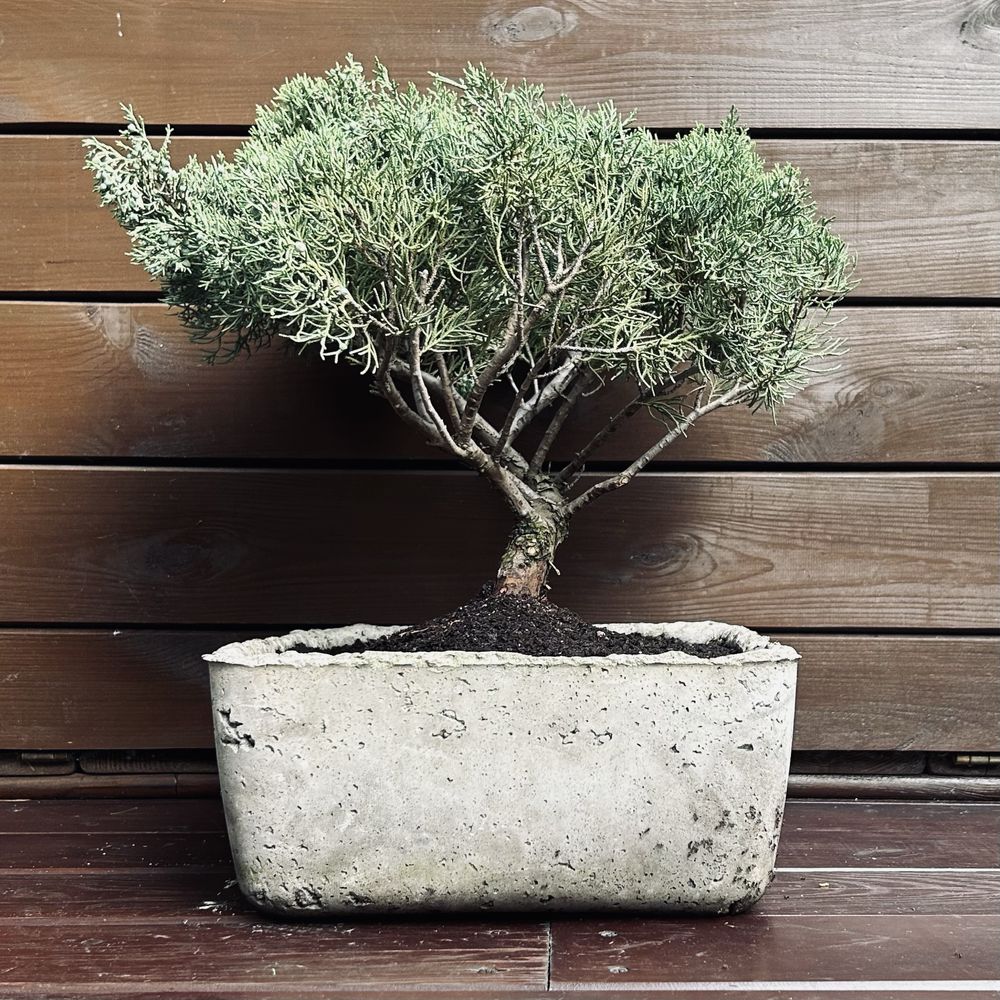 Bonsai z jałowca w recznie wykonanej betonowej donicy
