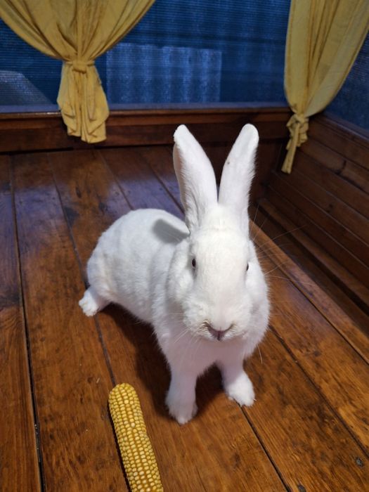 Кролі Термонці білі