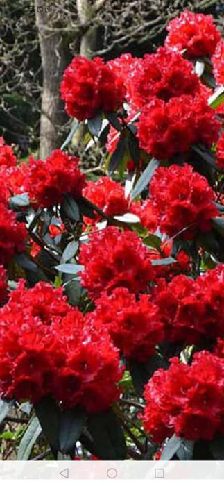 Рододендрон Аркадіус, Емануела, Дотелла Акція, великі