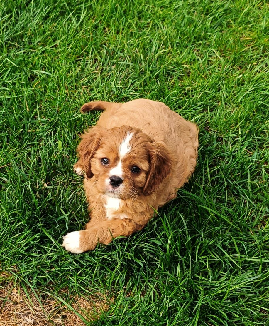 Cavalier King Charles spaniel