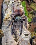 Ptasznik Caribena versicolor L1/2