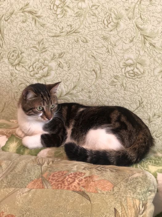 Котик Бусік 2 р. кастрований.