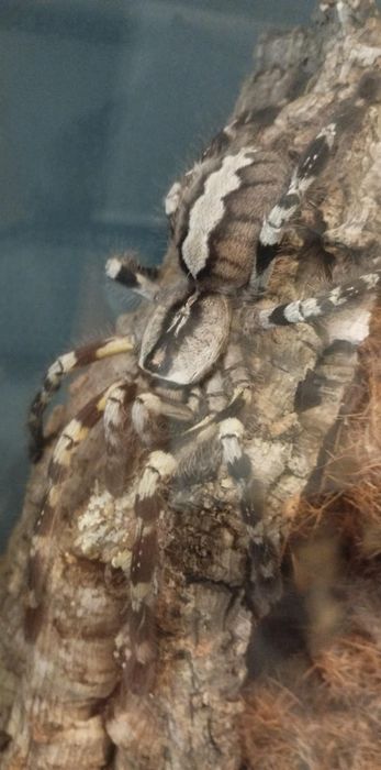 Poe Regalis 6DC z Terrarium