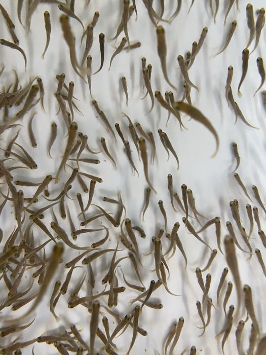 Продається мальок райдужної форелі форель зарибок