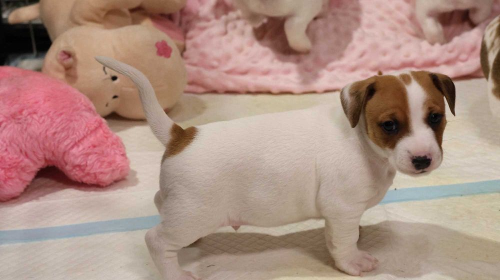 Szczenię Jack Russell Terrier z hodowli "BREFIO" /bad. genetyczne