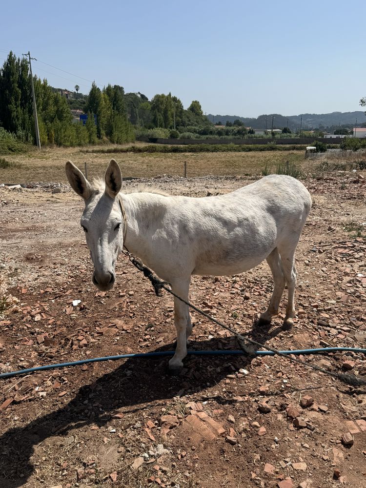 Burra mansa e montada