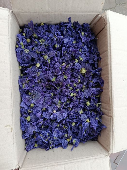 Мальва сушена карпатська