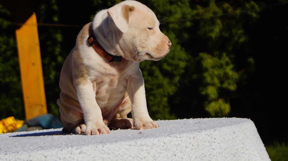 Lexus, szczeniak Amstaff, białogłowy samiec z rodowodem, cudo