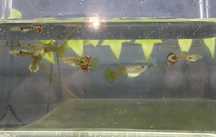 Guppys 3 Machos e 4 Fêmeas  5 euros