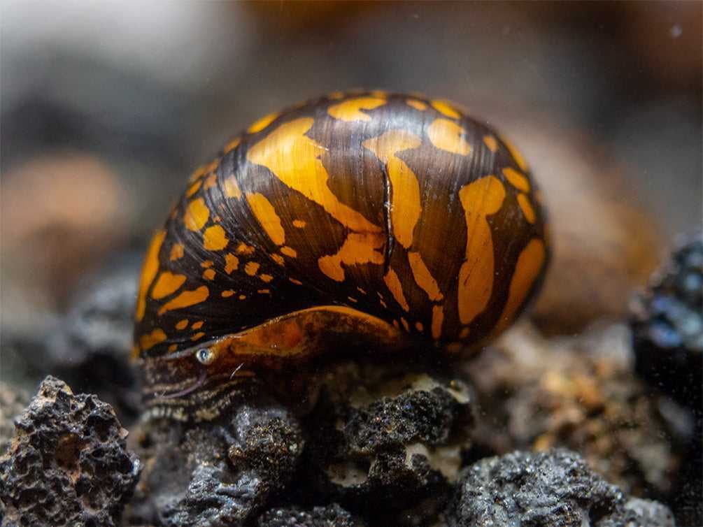 Ślimak Neritina TIGER - Neritina variegata - dowóz, wysyłka