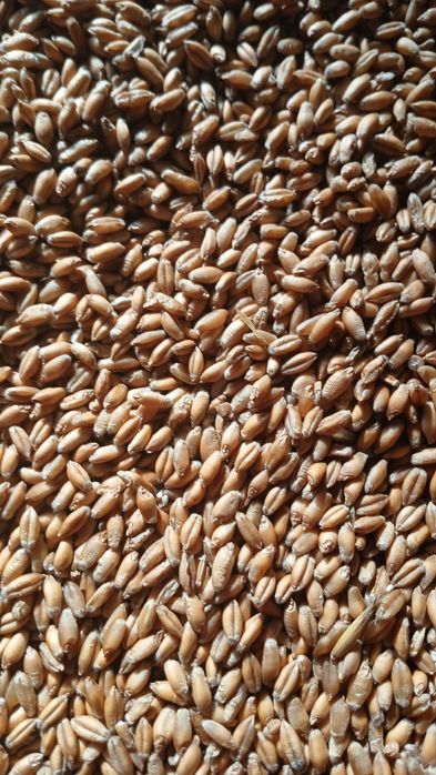 Łubin/ ziemniaki/przenżyto