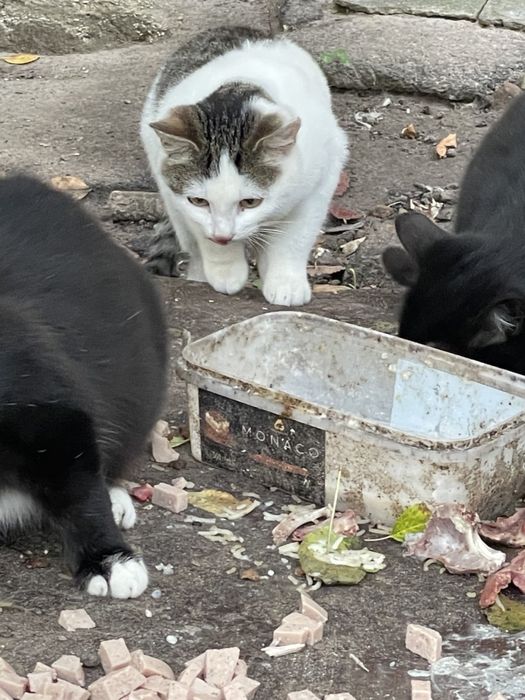 Котики в добрі руки