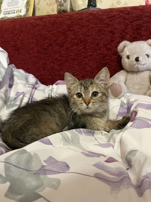 Кошеня безкоштовно