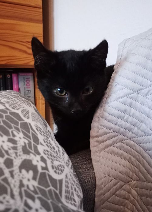 Mały kotek do oddania w dobre ręce