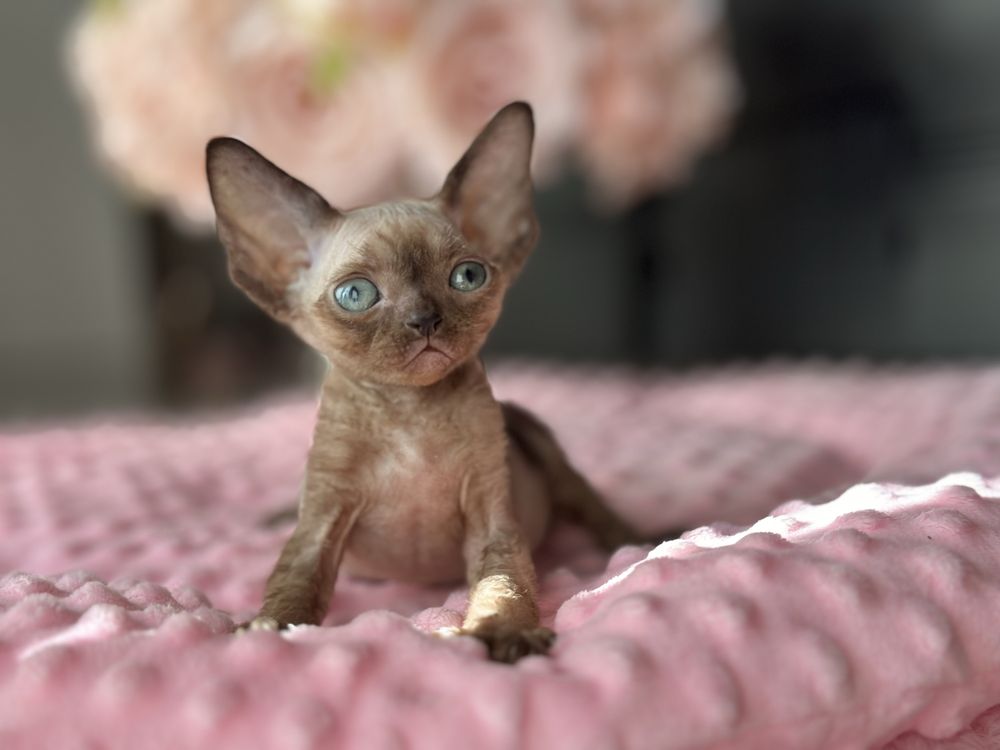 Niebieskooki chlopiec devon rex