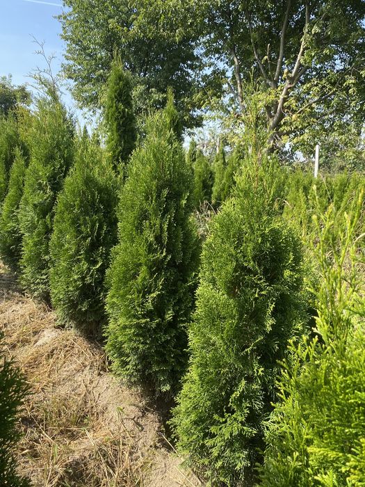 Świeża Szeroka Tuja Szmaragd 120-130 Produkujemy Dowozimy Sadzimy
