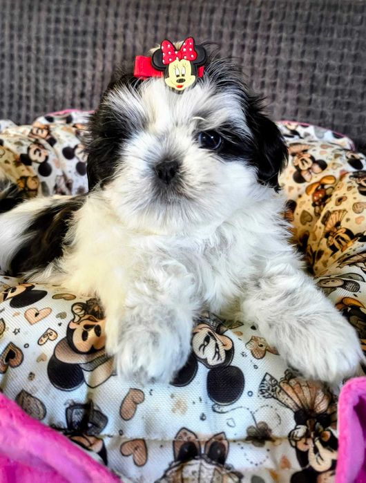 Słodka Shih tzu Nemi gotowa do zmiany domu