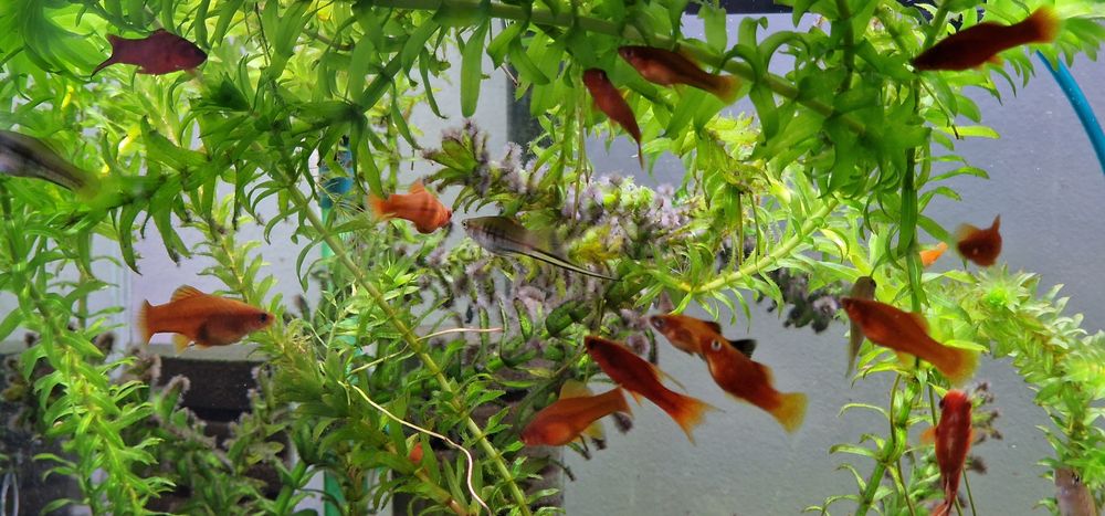 Mieczyk czerwony i zielony