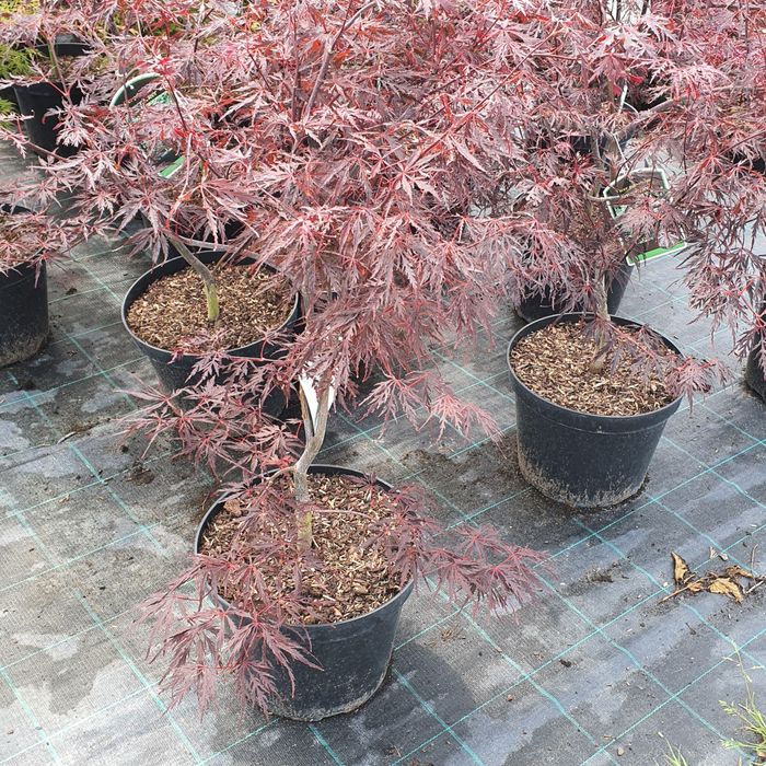 Клён остролистный японский красный желтый