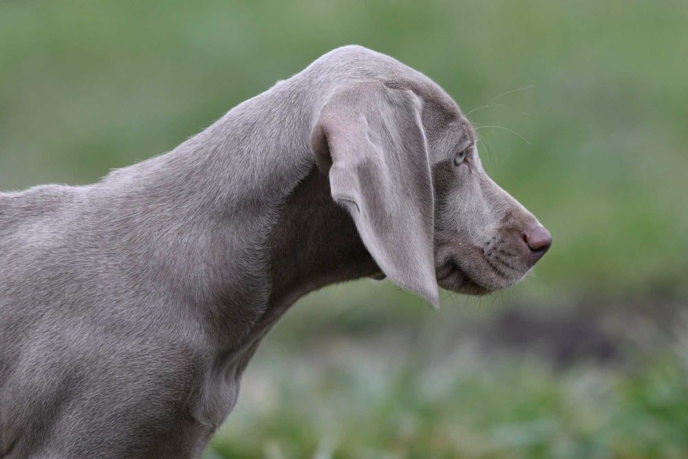 Wyżeł Weimarski - szczenię - piesek ZKwP FCI