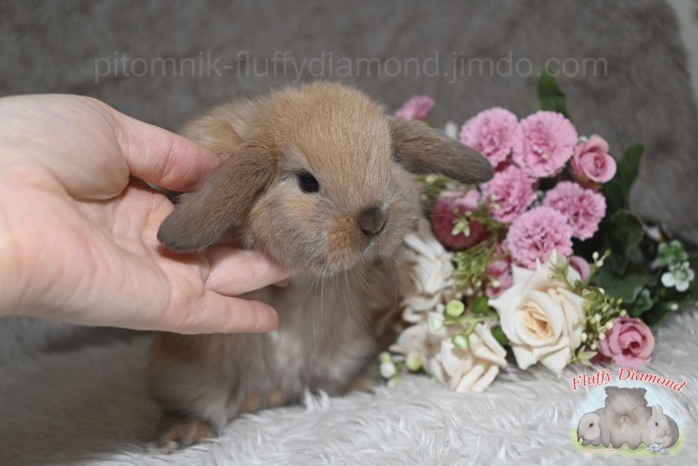 Карликовий висловухий кролик - NHD. Хлопчик. Тюрінгенське забарвлення